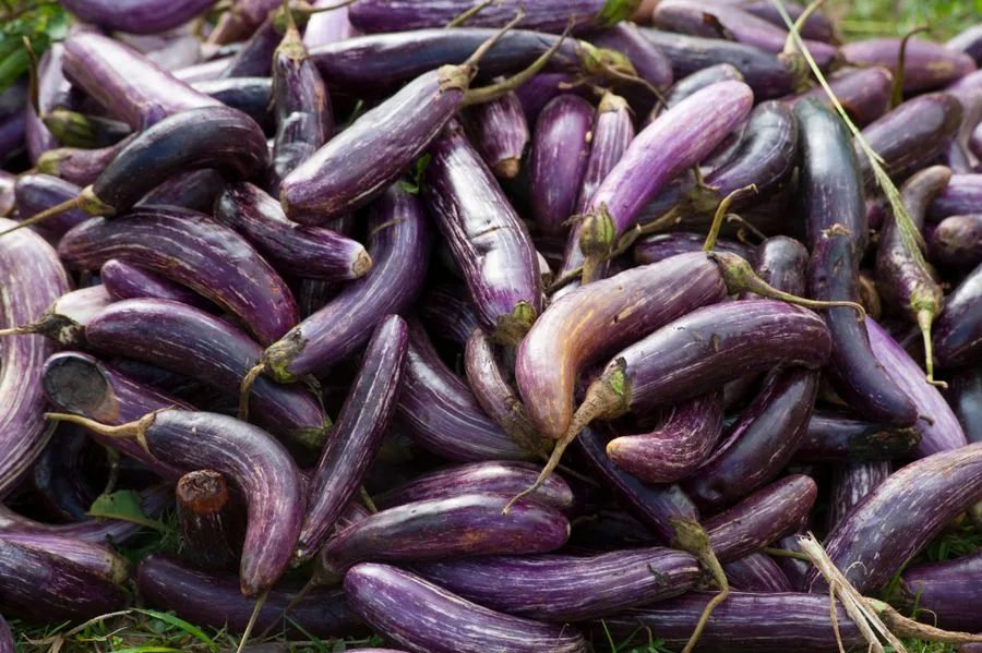 দেশি বেগুন