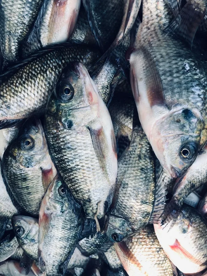 দেশি তেলাপিয়া